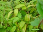 Jaboticaba - Myrciaria cauliflora